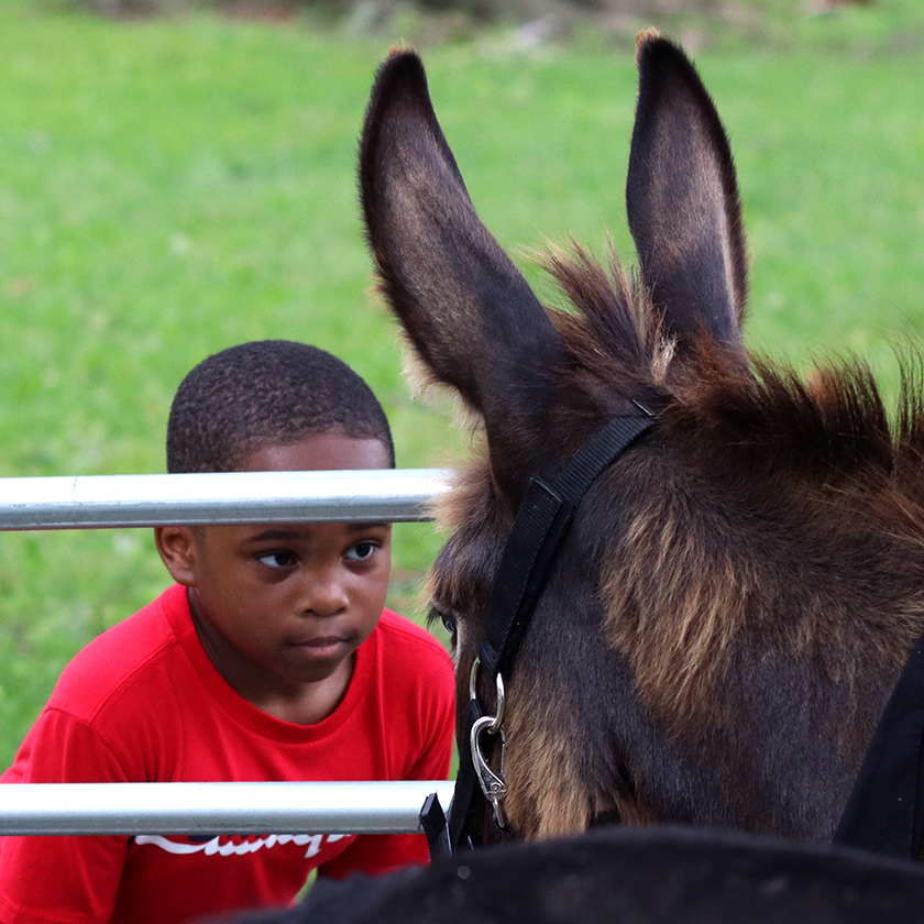 All Camp & Family Day participant looks at a donkey through the fence.