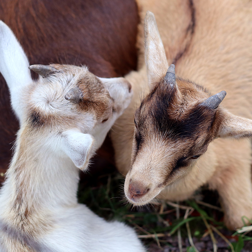 Goats at All Camp & Family Day.