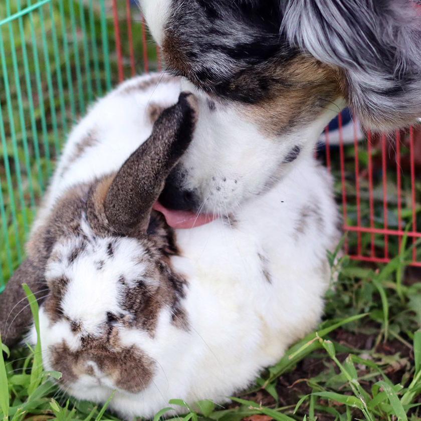Service dog licks a bunny.