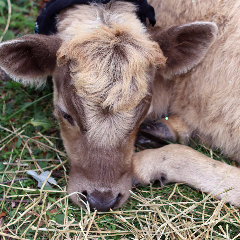 Cow at the petting zoo.