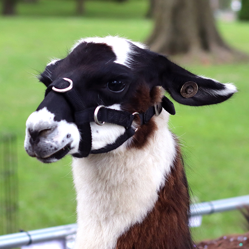 Llama at the petting zoo.
