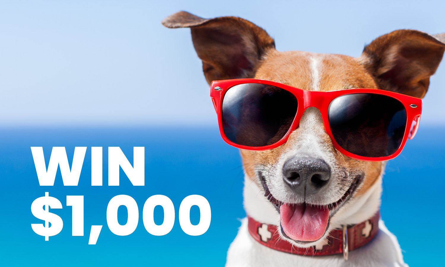 Brown and white dog wearing red sunglasses. Blue skies and water in the background. Text: Win $1,000