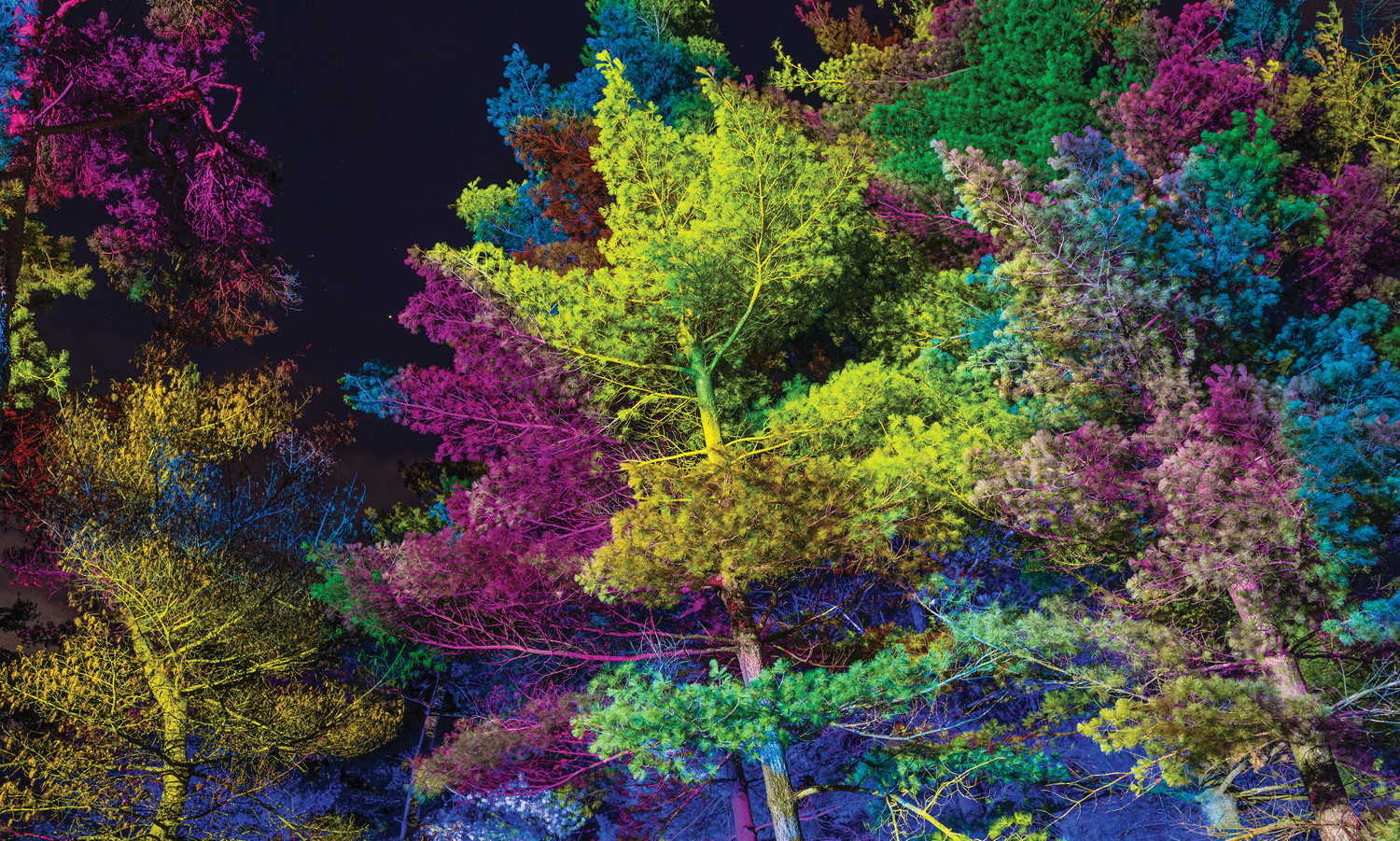 Picture of trees at the Morton Arboretum. The trees are lit up and appear to be in shades of blues, greens, and pinks.